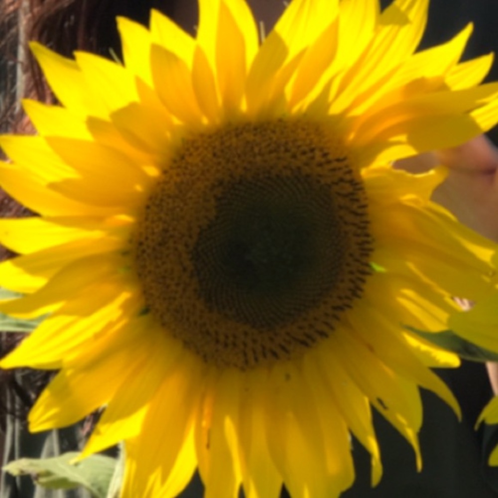 Meet your Posher, Sara